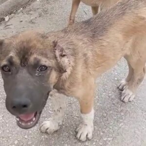 gemlikte kopege iskence eden tutuklandi znIeFTjX