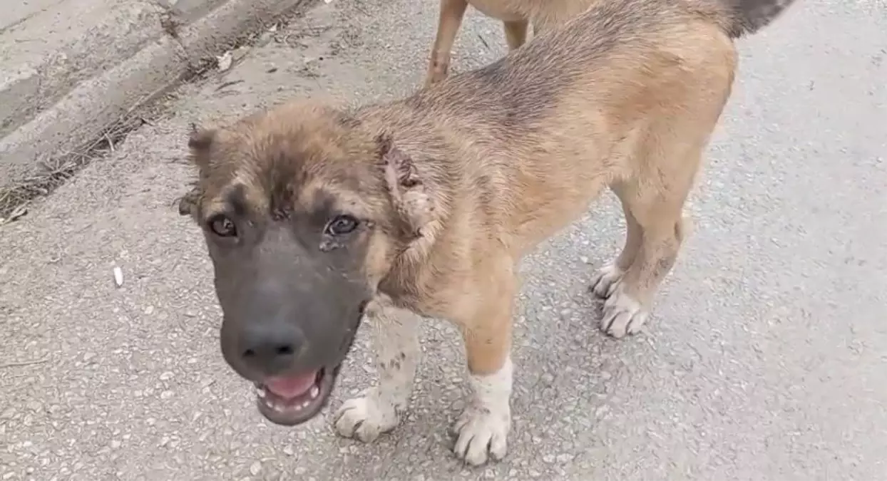 Gemlik’te Köpeğe İşkence Eden Tutuklandı gemlikte kopege iskence eden tutuklandi znIeFTjX