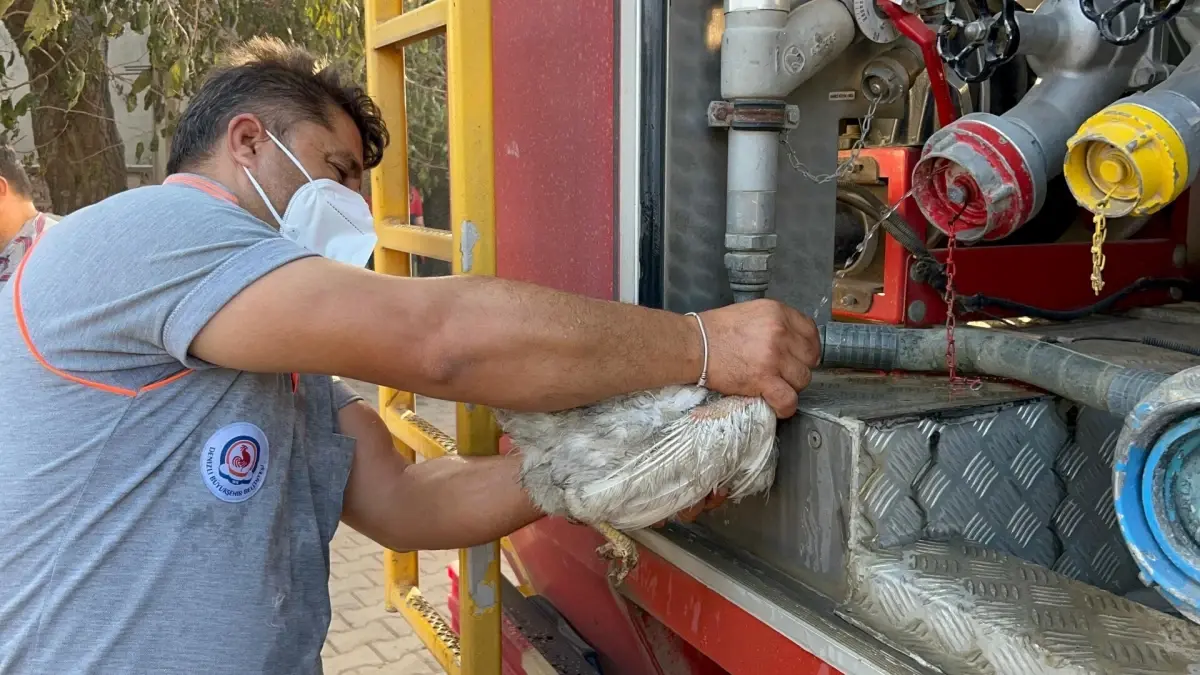 Yangında Tavukları Kalan Civir’in Acısı yanginda tavuklari kalan civirin acisi ucZbu4A9