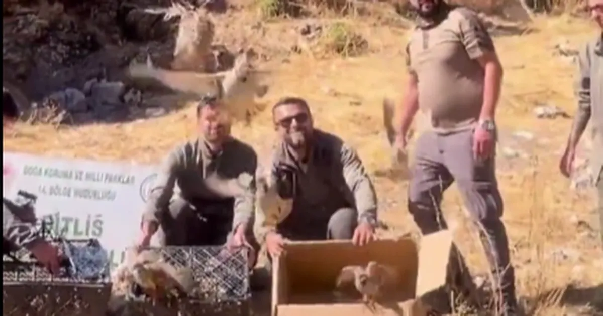 bitliste keklik ticaretine darbe 90 kinali keklik dogaya salindi Xbcus5t8