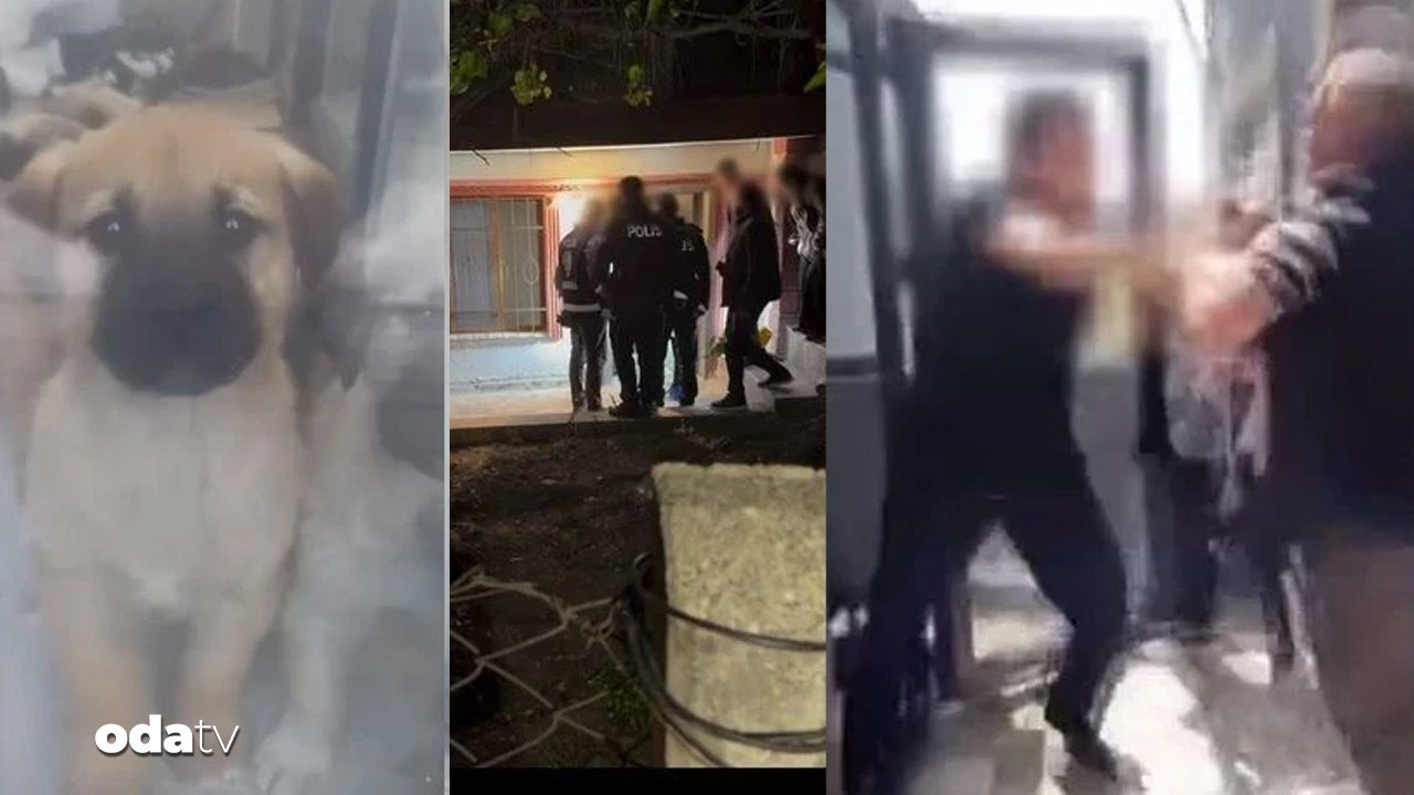 kopekleri olduren doktorun cezasi belli oldu AVWQ4k8B.jpg