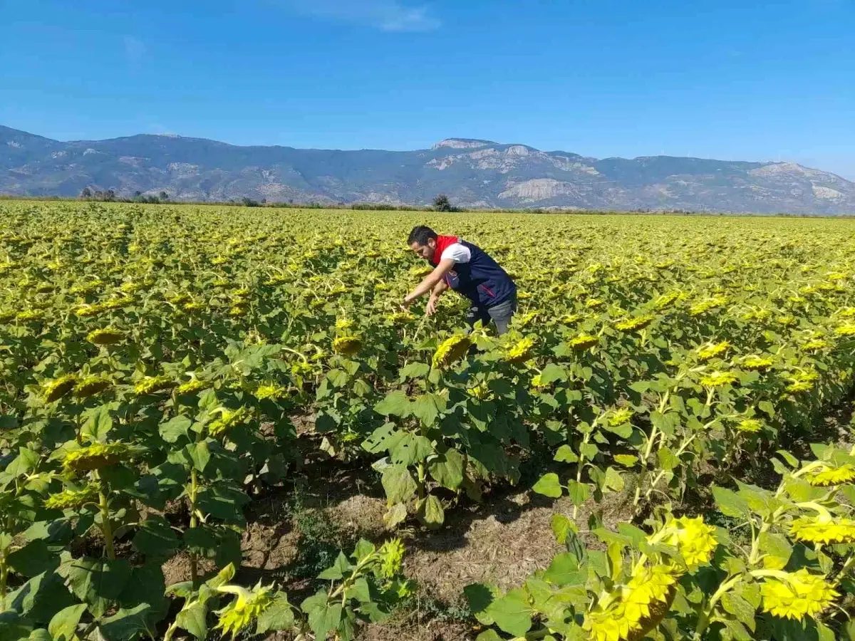 soke tarim mudurlugu 2025 desteklemeleri icin pamuk ve aycicegi saha calismalari yuruttu FODwWsiV.jpg