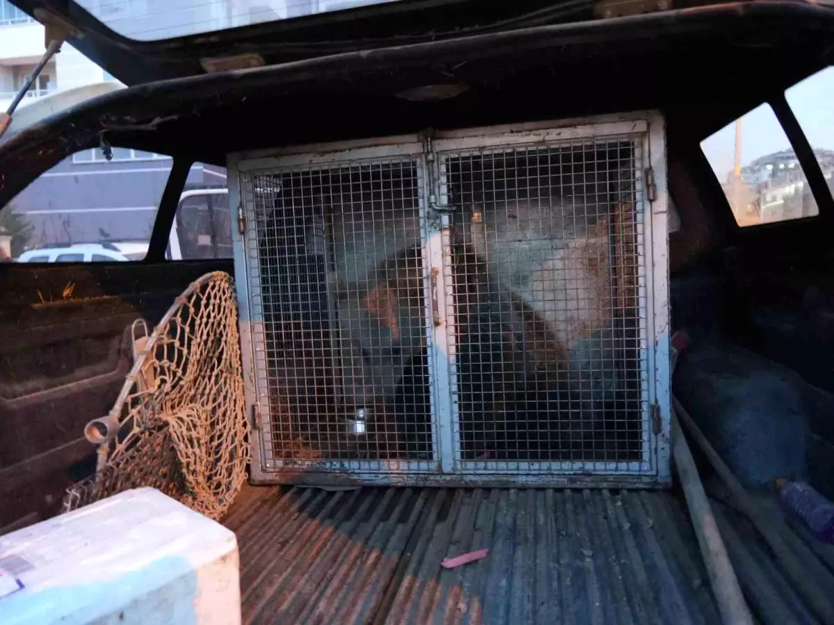 yavru ayilar koruma altina alindi SGauq9r9.jpg