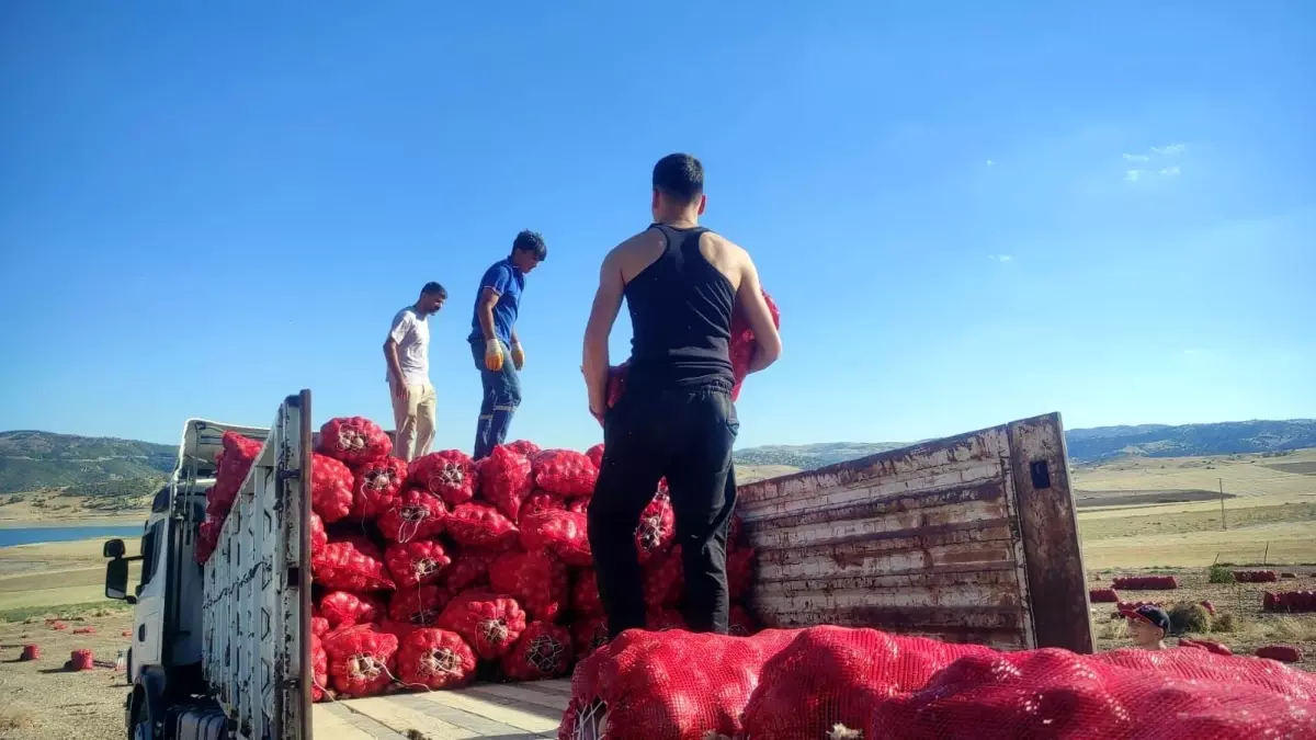 yozgatta sogan hasadi imece usuluyle yapiliyor OFstMhY7.jpg