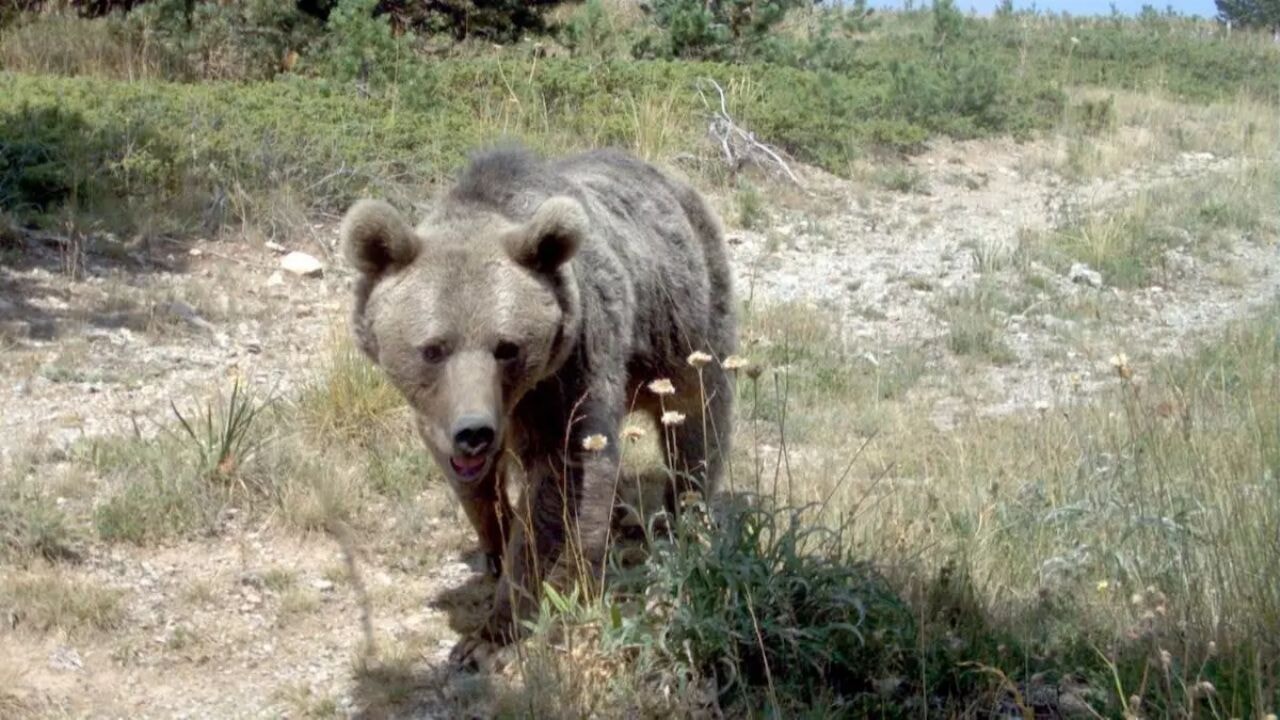 japonyada ayi alarmi hukumet askeri mudahale baslatti iqflV4MS.webp