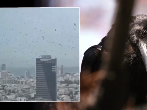 Tel Aviv’de Karga Saldırısı: Uğursuz İşaretler mi?