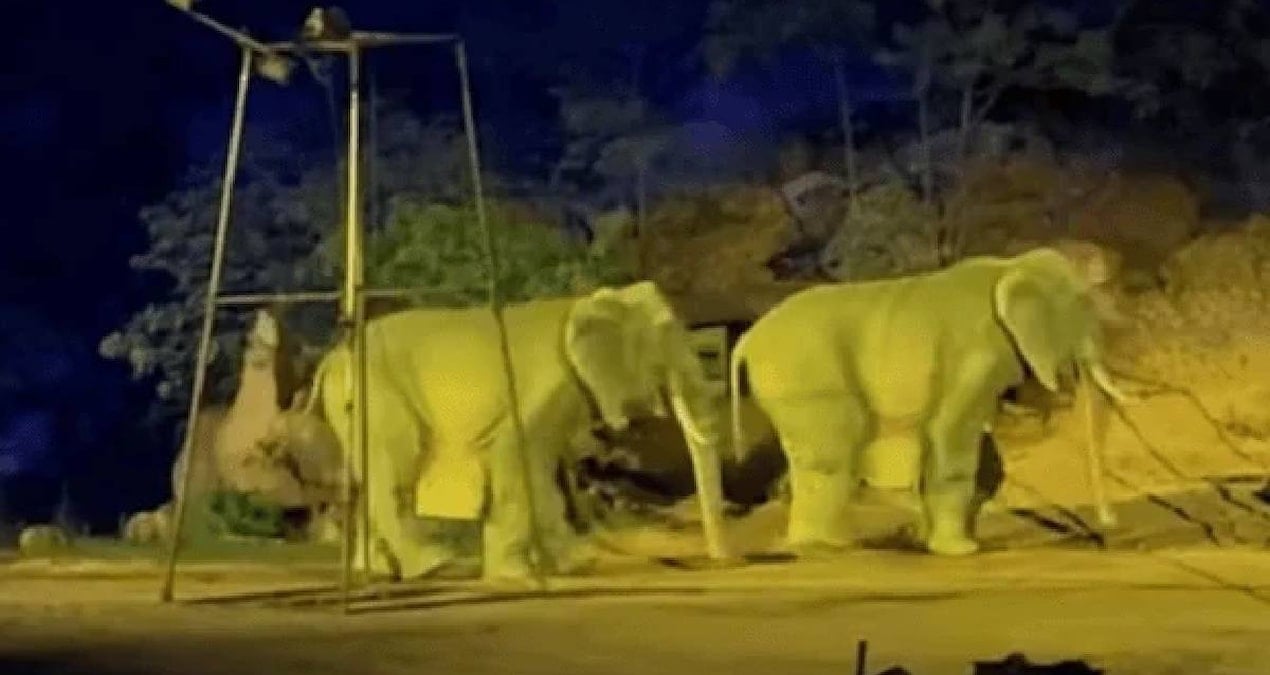 Tematik Parkta Şok: Fil Kostümüyle Aldatıldılar