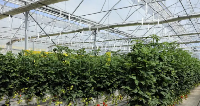 20-ton-hasat-bekleniyor-65-yas-ve-uzerine-ucretsiz-dagitilacak-GaMAqR7j