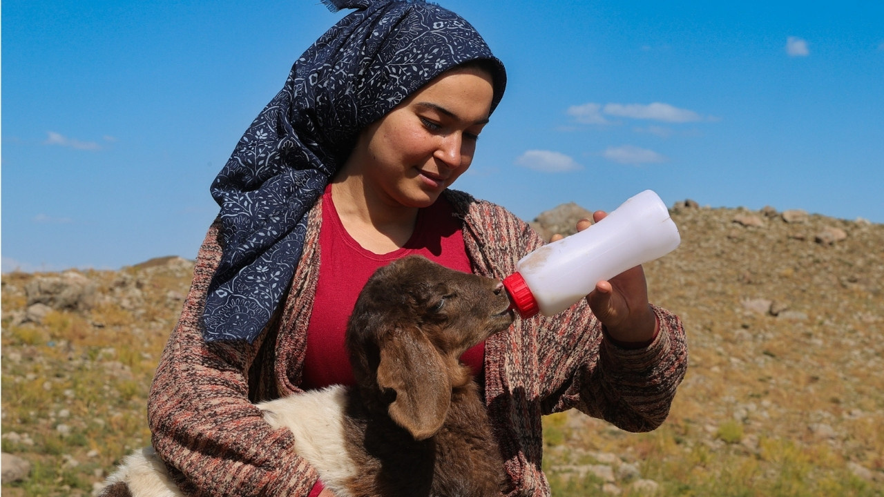 Haber gorseli
